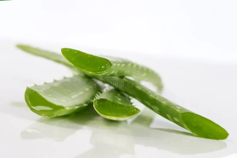 fresh aloe vera leaves isolated grey 62899538