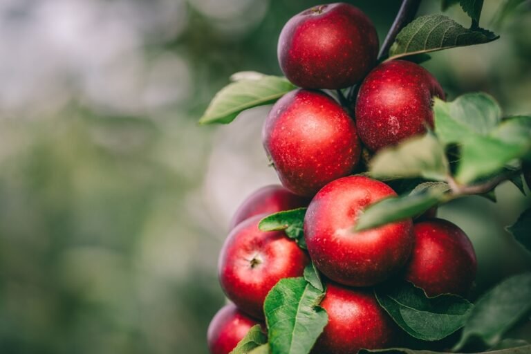 Red,Apples,On,Tree,Ready,To,Be,Harvested.,Ripe,Red